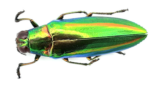 Buprestidae chrysochroa rajah - buprestidae,,
