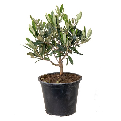 Bloomique olea europaea - olea,