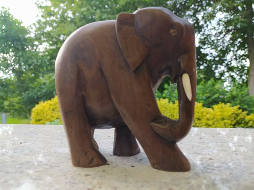 Indischer elefant - indischer,