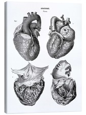 Leinwandbild Anatomie des