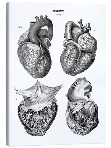 Leinwandbild anatomie des - anatomie,