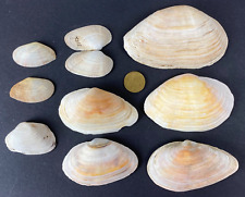 10 Meeresmuscheln  47-118 mm Breite maritime Dekoration