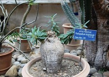 Pachypodium bispinosum - , 3