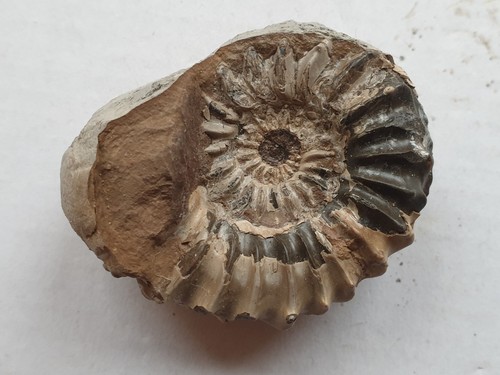Pleuroceras spinatum - ,