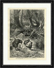Kiwi, von einem Beutelwolf bedroht F. Specht A. Tiere Vögel  Faksimile_E 9222