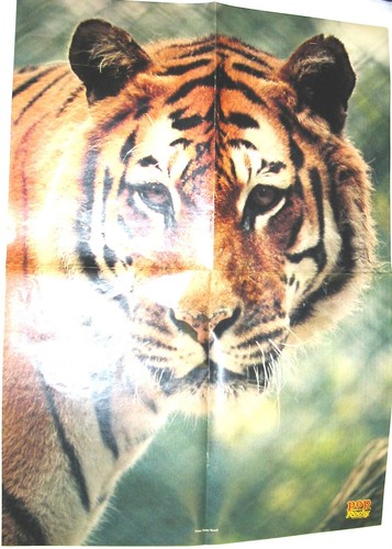 Tiger olivia pascal - tiger,
