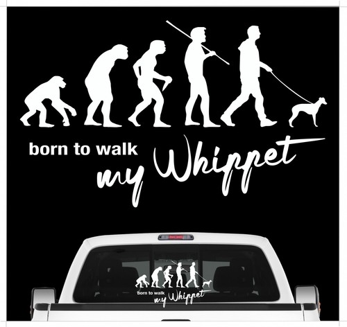 Whippet windhund snap dog - whippet,