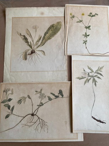 Botanische aquarelle - 4,