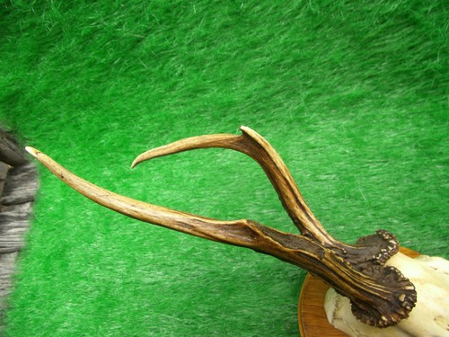 Abnormer rehbock rehgeweih - rehbock,