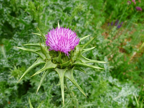 Mariendistel silybum - mariendistel, (silybum