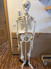 Menschliches Skelett