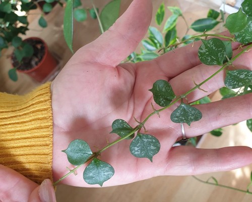 Mini hoya curtisii - mini, silber