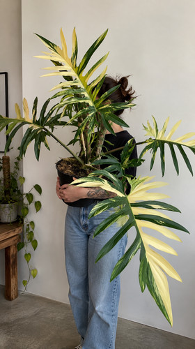 80002800 philodendron florida - philodendron,