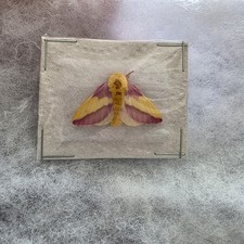 Rosenahornmotte Dryocampa