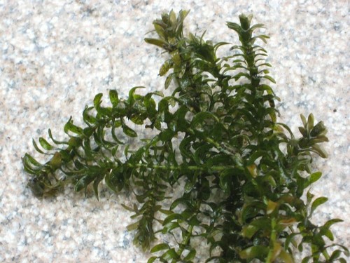 Wasserpest elodea canadensis - elodea,
