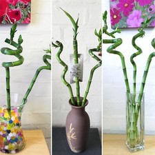 1 Spirale gerade Glücksbambus