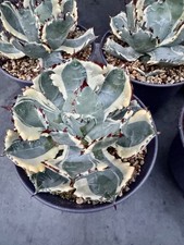 Agave isthmensis cv