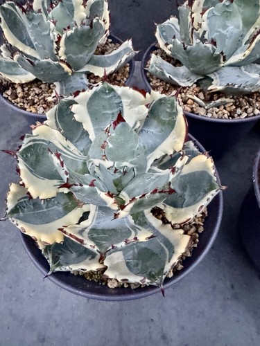 Agave isthmensis - , cv