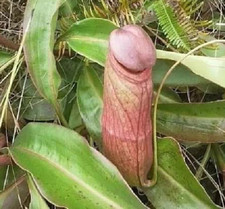 Nepenthes (fleischfressende