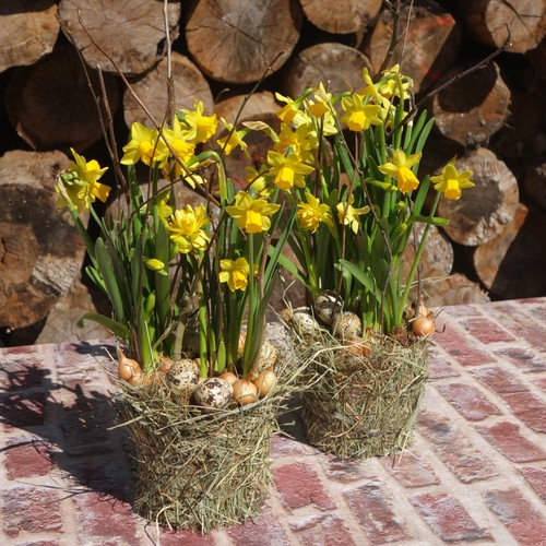 Narzissen frühlingsblumen 2er - narzissen,
