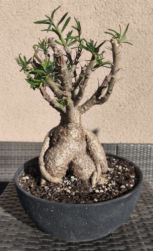 Pachypodium bispinosum
