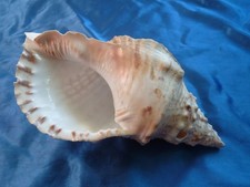 TRITONSHORN Muschelhorn