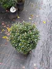 Ilex crenata LUXUS® Globe, Buchs Ersatz, 25cm Kugel, Buxus Kugel, frosthart