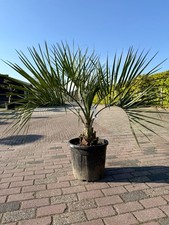 Tropictrees butia capitata - butia,