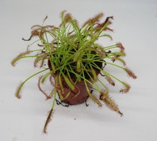 Drosera capensis - Kap