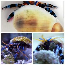 Meerwasser Aquarium Salzwasser