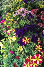 Enseleits Sommerblumen bunter