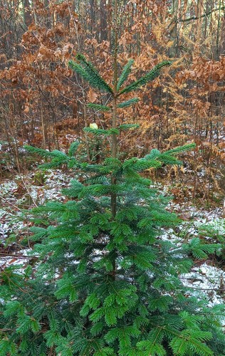 Weihnachtsbaum nordmanntanne - weihnachtsbaum,