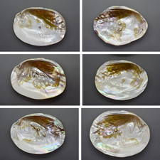 +Natur+ Große MUSCHEL mit