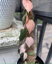 Sale2269 Philodendron pink