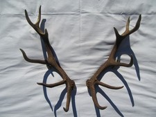 Schöne Abwurfstange Paar Hirschgeweih Hirsch Gehörn Geweih Hirschhorn  Trophäe