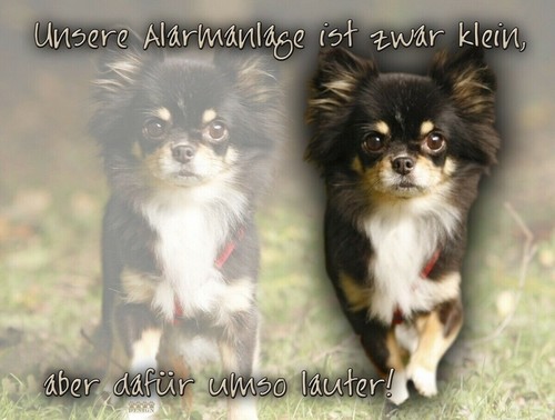 Chihuahua hundewarnschild - chihuahua,