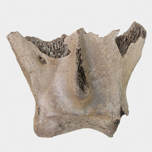 Fossil schulterblatt - fossil, u