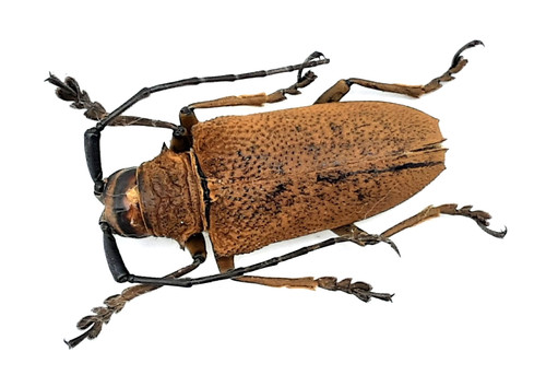 Cerambycidae apriona aphetor - cerambycidae,,