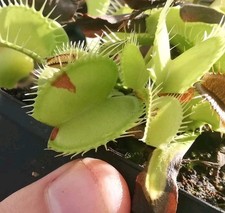 Dionaea muscipula "Patches"