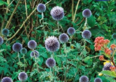 35x kugeldistel blau - kugeldistel, echinops
