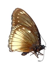 LEPIDOPTERA, NYMPHALIDAE