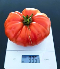 Tomatensamen - KRASNIJ GIGANT - ROTER RIESE - Fleischtomate - 10 Samen aus 2025