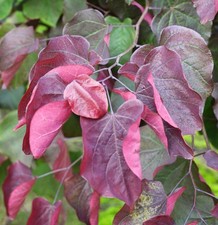 Roter Judasbaum Forest Pansy