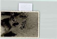 39282894 - Fawn Shepherd