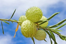 SAMEN eine wunderschöne