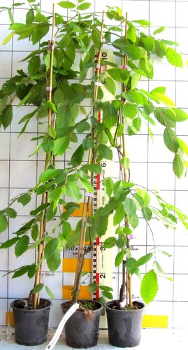 Carpinus betulus pendula - carpinus,