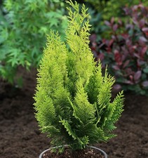 Gelbe Gartenzypresse Howarth