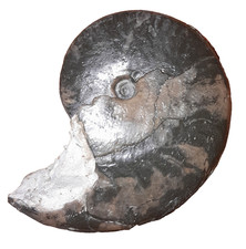 Oxycerites yeovilensis, Schalenerhaltung, Dogger, Sengenthal