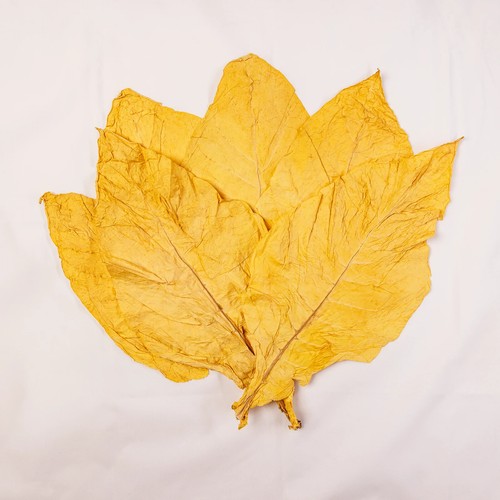 Virginia gold klasse - klasse, 1