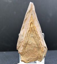 Tsesite 90 Gramm - Sahara, Algerien